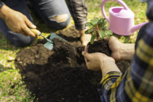 planting