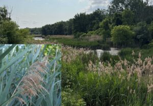 Phragmites invasive species