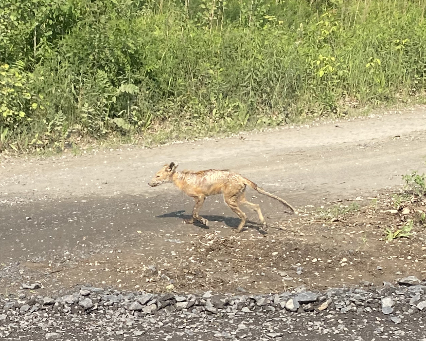 Mange Fox