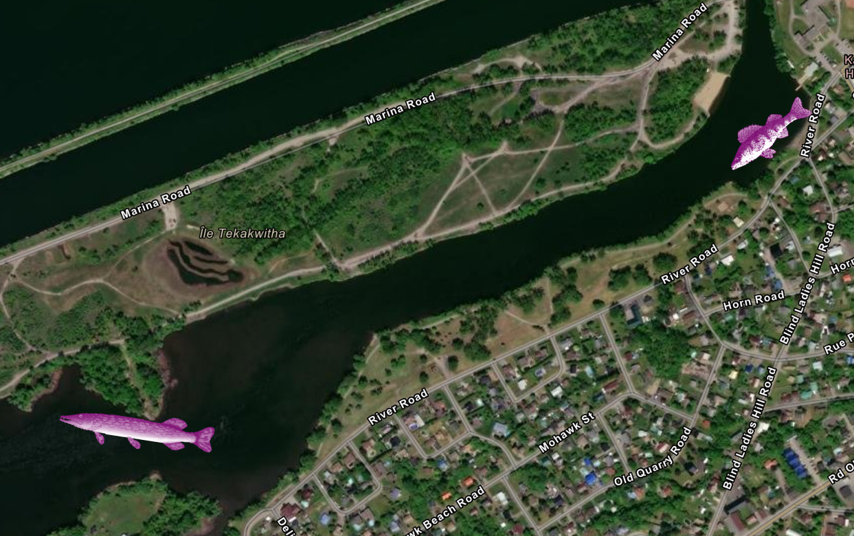 FINS fish monitoring collaboration in Recreation Bay