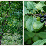 Buckthorn removal and forest restoration in Big Fence