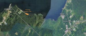 Request for Proposals issued for shoreline erosion planting project in Big Fence