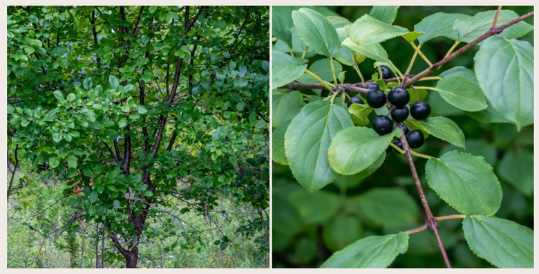 Buckthorn removal and forest restoration in Big Fence